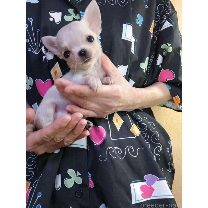 販売中の愛知県のチワワ(スムースコート)-416147の2枚目