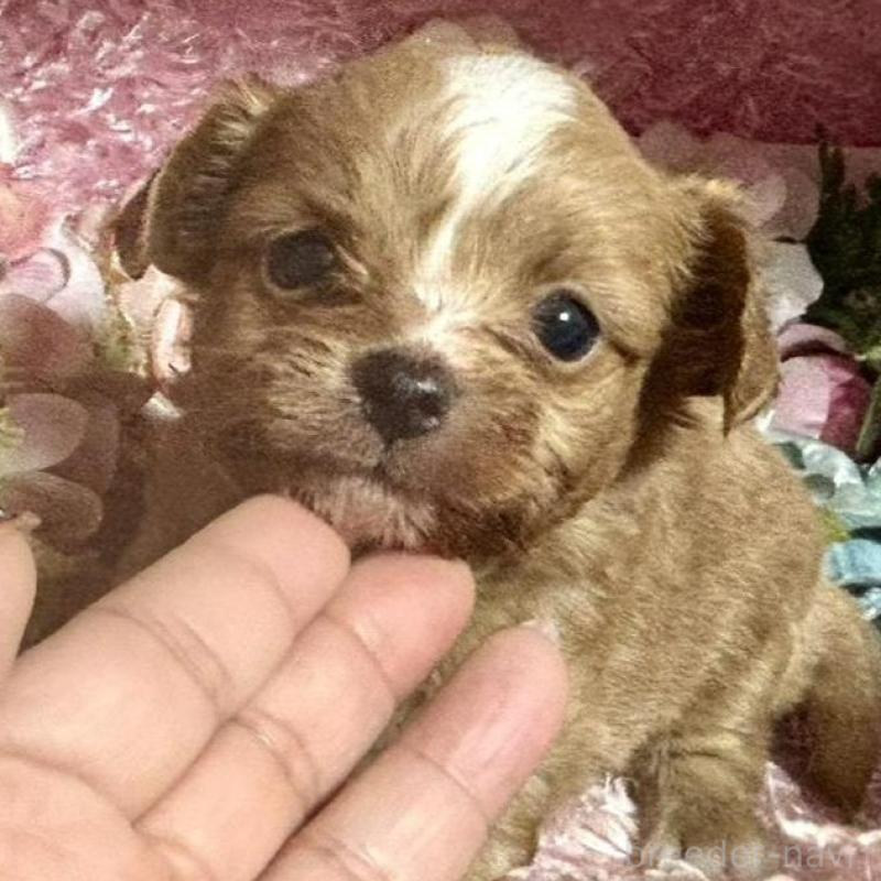 販売中の三重県のチワプー:チワワ×トイプードル-424743