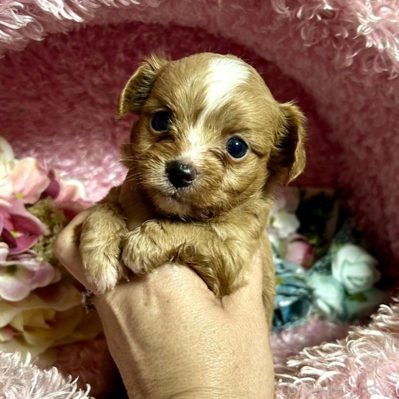 販売中の三重県のチワプー:チワワ×トイプードル-424743の6枚目