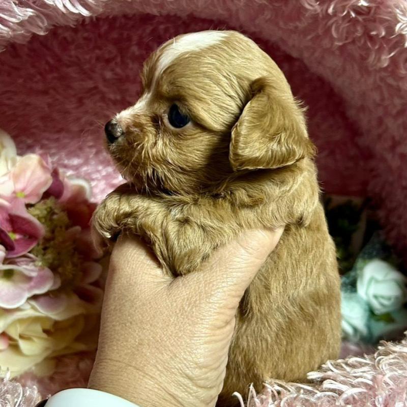 販売中の三重県のチワプー:チワワ×トイプードル-424743の5枚目