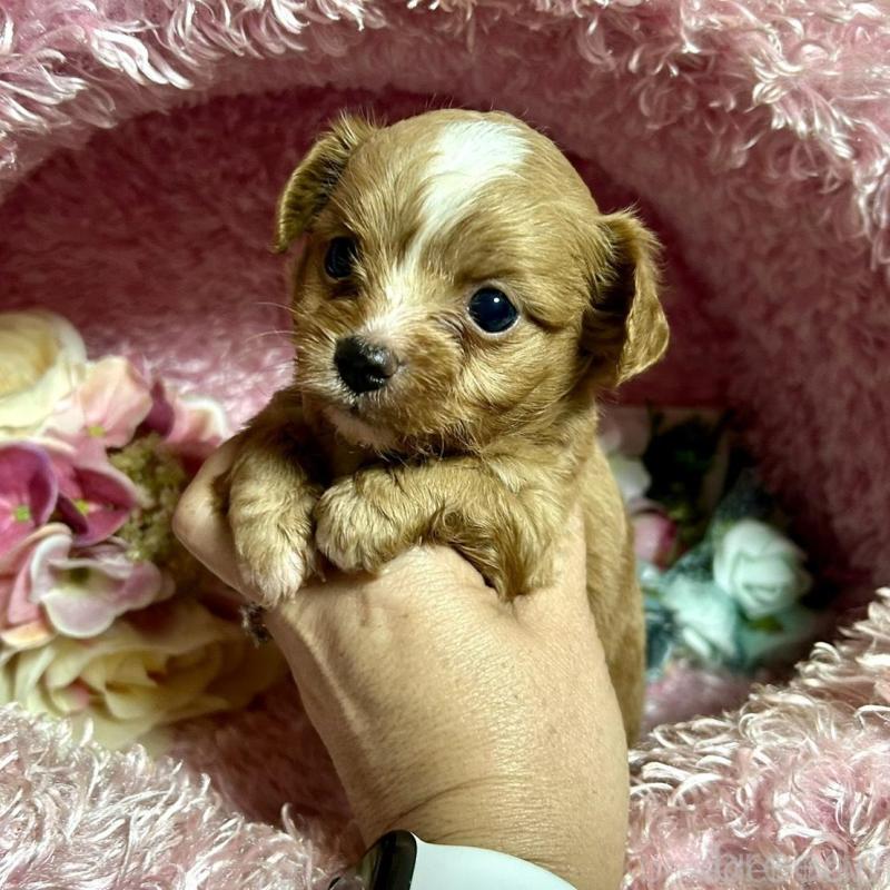 販売中の三重県のチワプー:チワワ×トイプードル-424743の4枚目