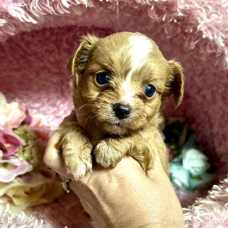 販売中の三重県のチワプー:チワワ×トイプードル-424743の3枚目