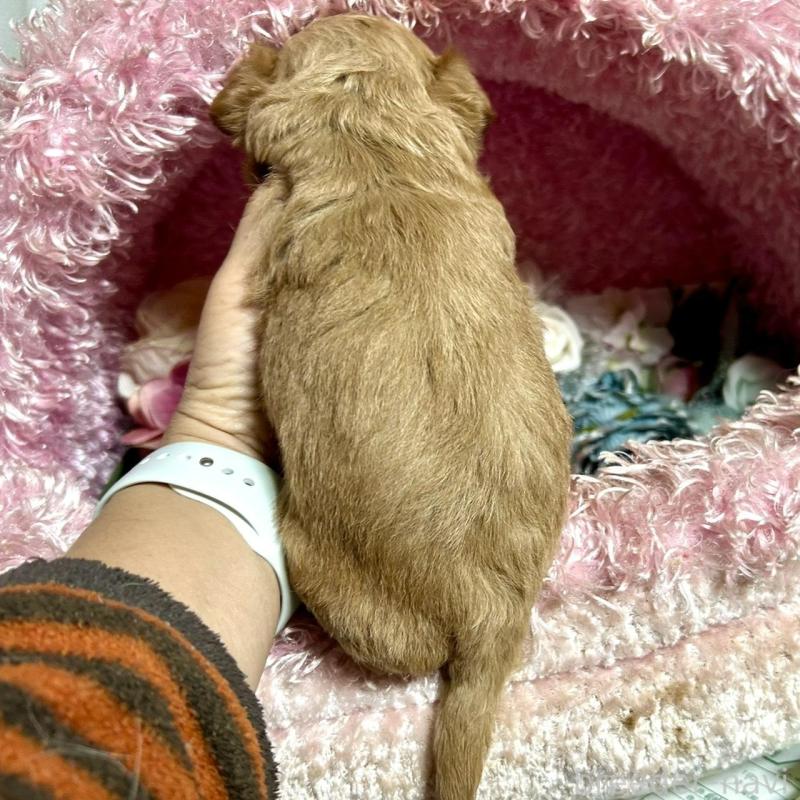 販売中の三重県のチワプー:チワワ×トイプードル-424743の2枚目