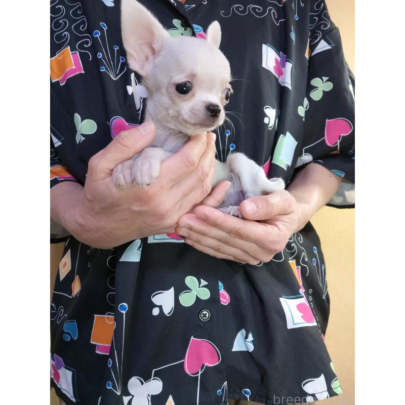 販売中の愛知県のチワワ(スムースコート)-416146の2枚目