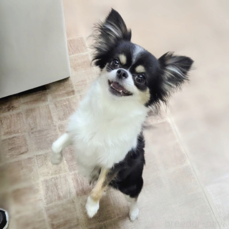 販売中の東京都のチワワ(ロングコート)-419260