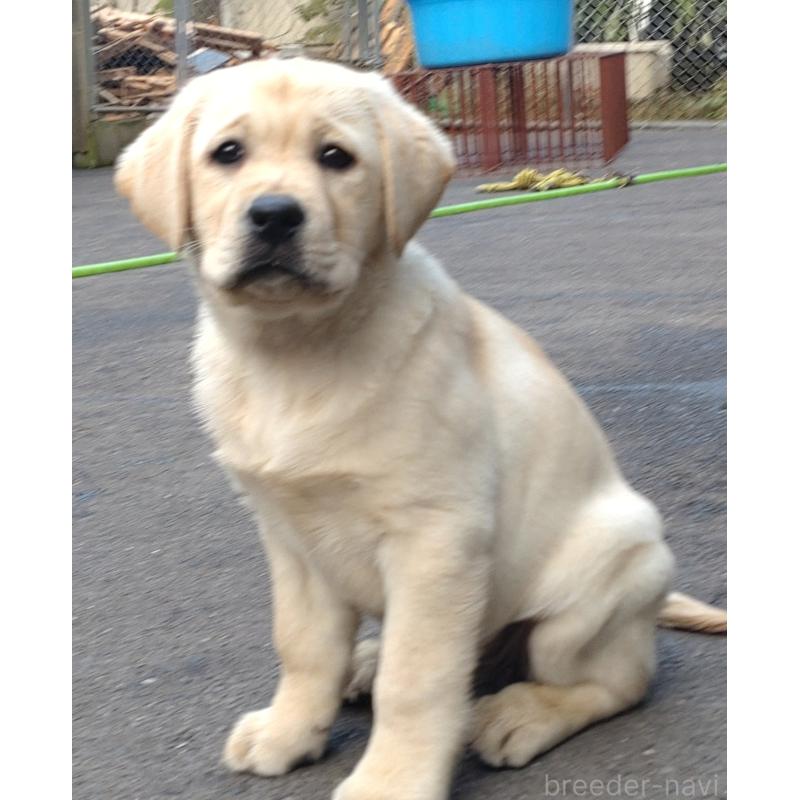 販売中の北海道のラブラドールレトリーバー-422932の4枚目