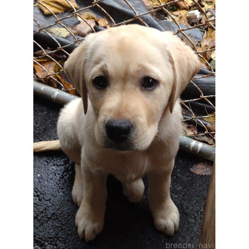 販売中の北海道のラブラドールレトリーバー-422932の3枚目