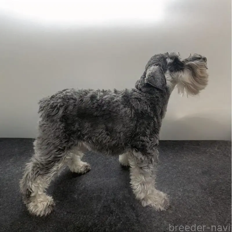 販売中の東京都のミニチュアシュナウザー-424745