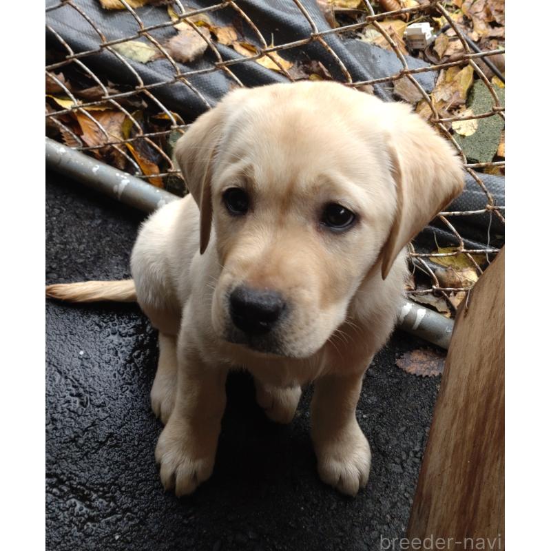 販売中の北海道のラブラドールレトリーバー-422932の2枚目