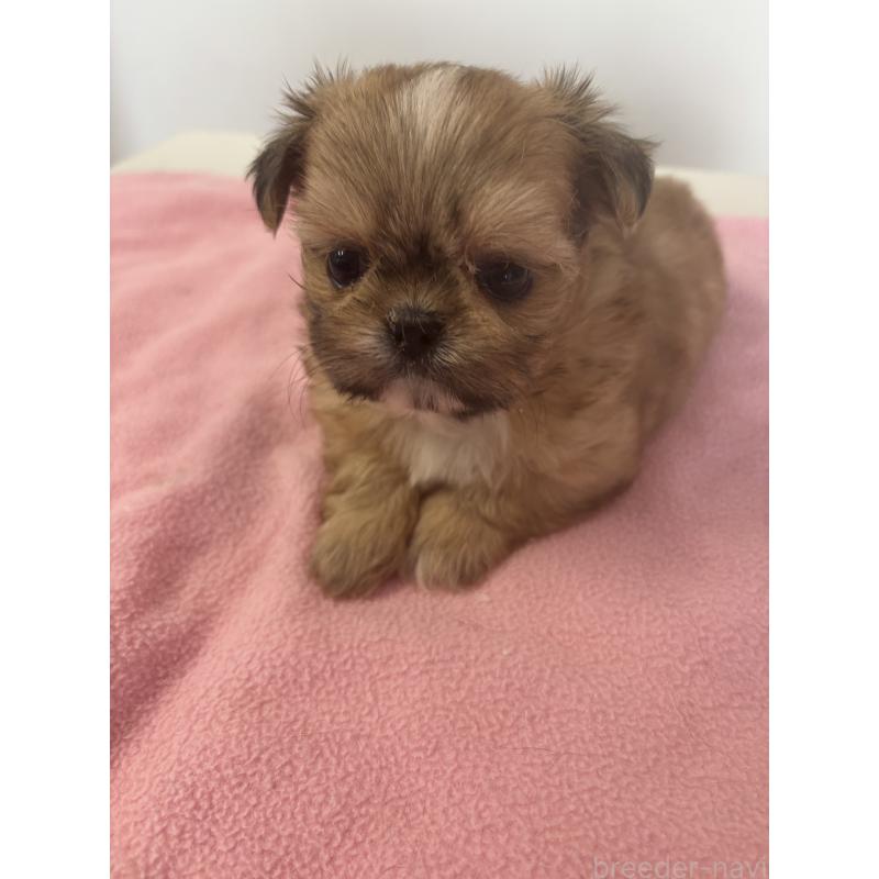 販売中の岐阜県のチワズー:チワワ×シーズー-424746の3枚目