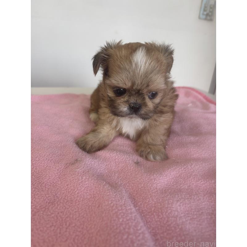 販売中の岐阜県のチワズー:チワワ×シーズー-424746の2枚目