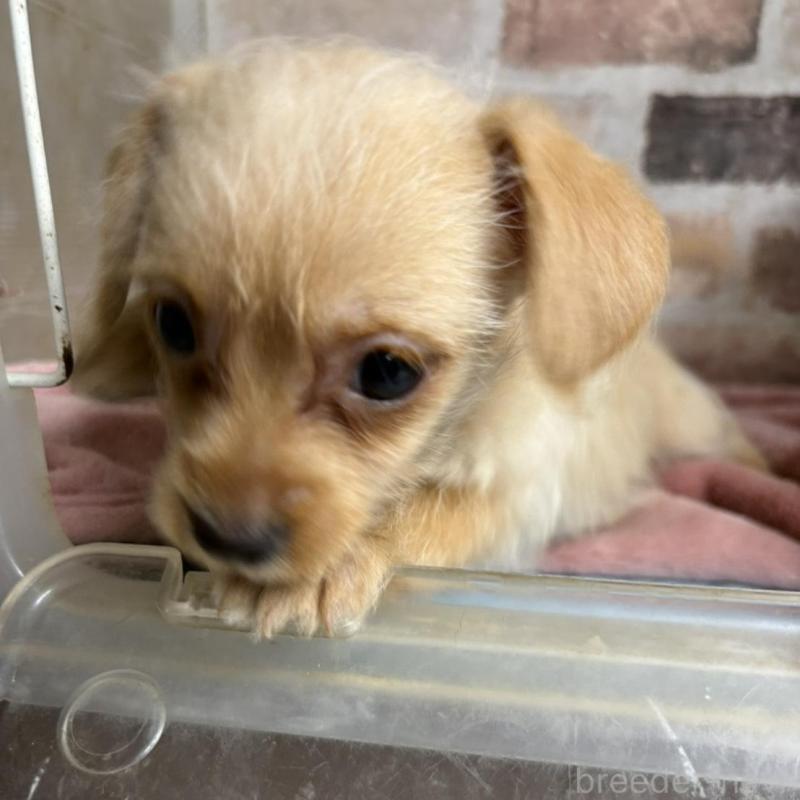 販売中の埼玉県のチワプー:チワワ×トイプードル-419514