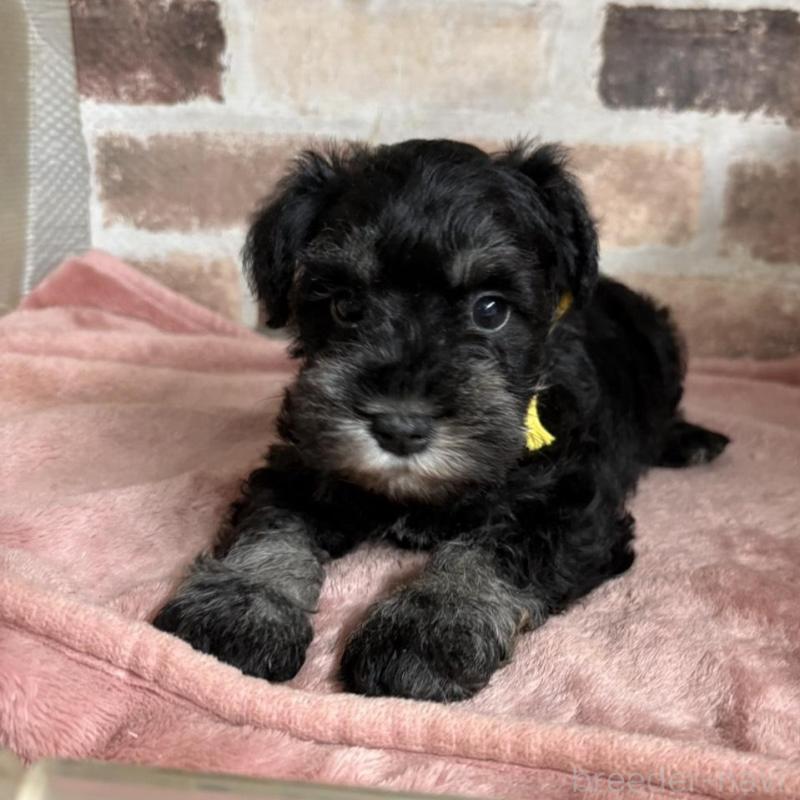 販売中の埼玉県のミニチュアシュナウザー-424747の1枚目