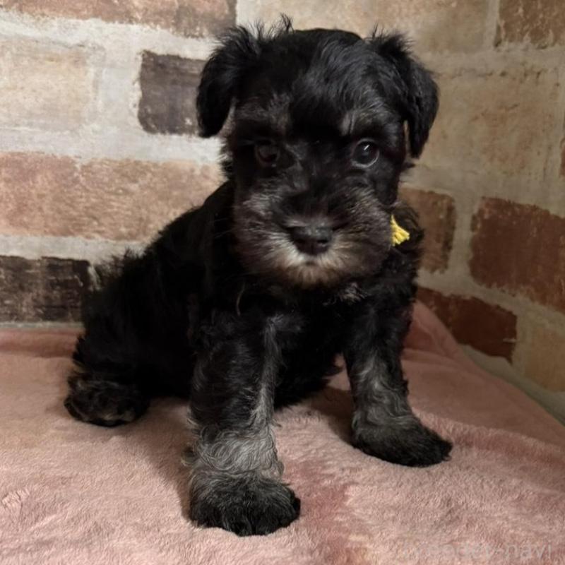 販売中の埼玉県のミニチュアシュナウザー-424747の2枚目