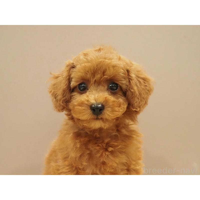 販売中の愛知県のタイニープードル-422951の12枚目