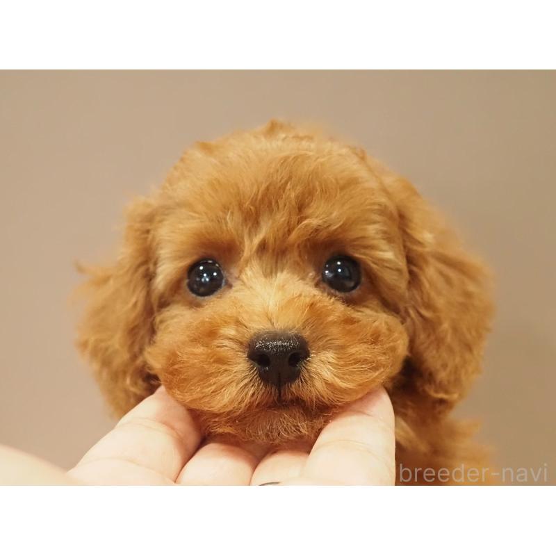 販売中の愛知県のタイニープードル-422951の11枚目