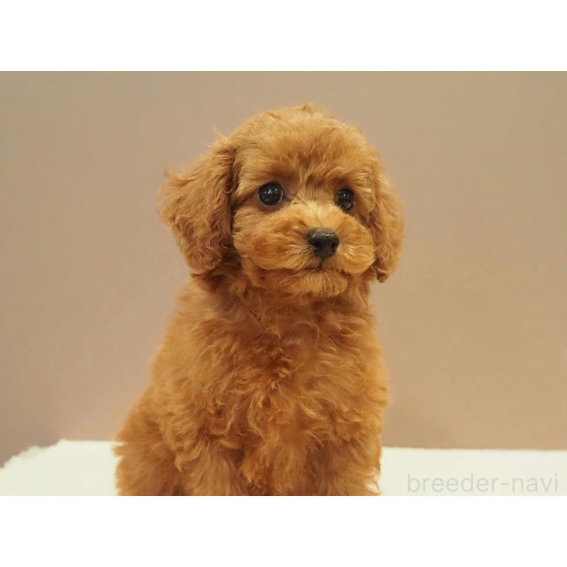 販売中の愛知県のタイニープードル-422951の9枚目