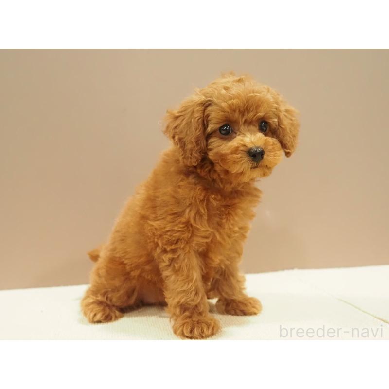 販売中の愛知県のタイニープードル-422951の6枚目