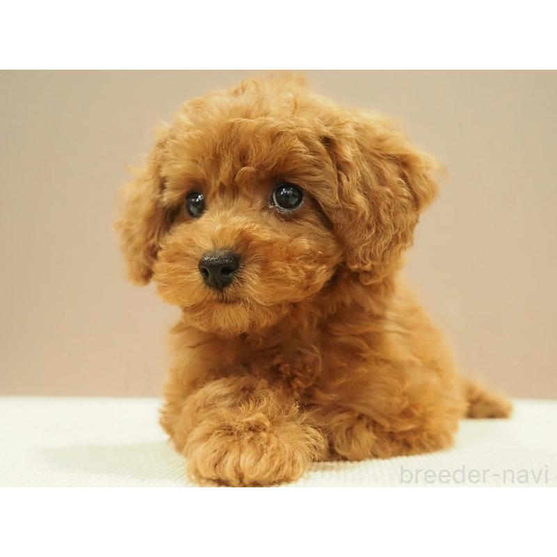 販売中の愛知県のタイニープードル-422951の3枚目