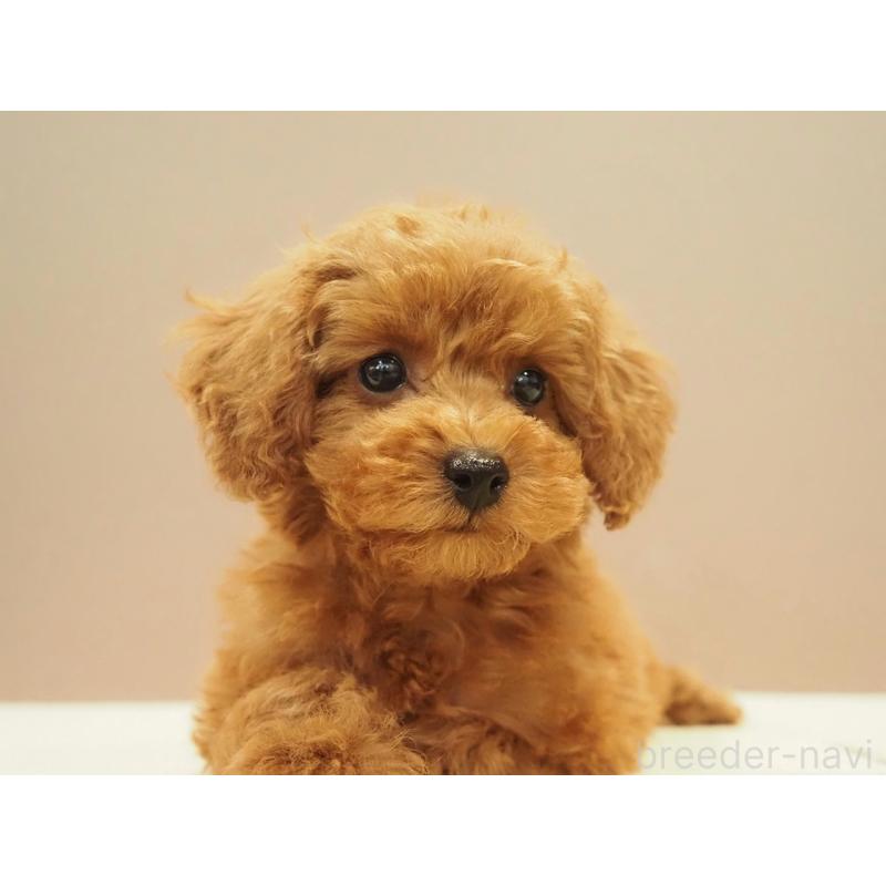 販売中の愛知県のタイニープードル-422951の2枚目