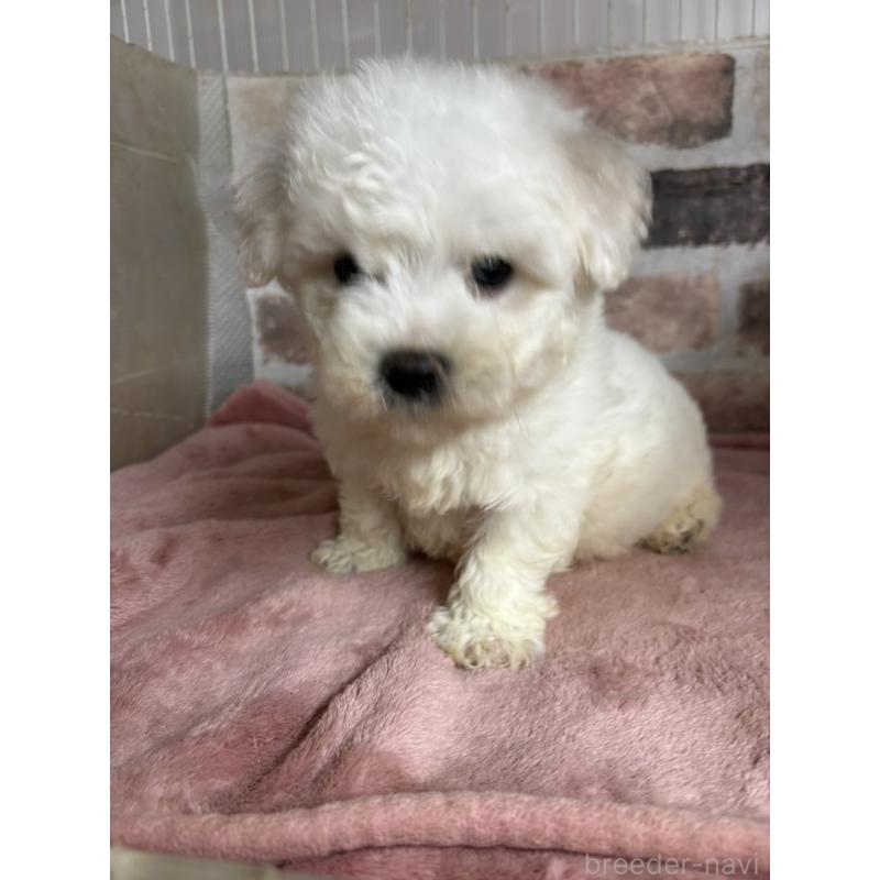 成約済の埼玉県のビションフリーゼ-419511の3枚目