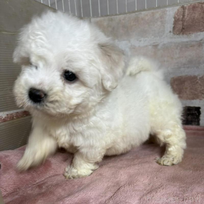 成約済ののビションフリーゼ-419511