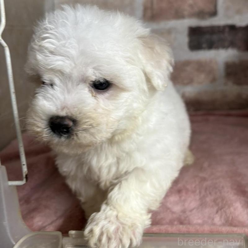 成約済の埼玉県のビションフリーゼ-419511の2枚目