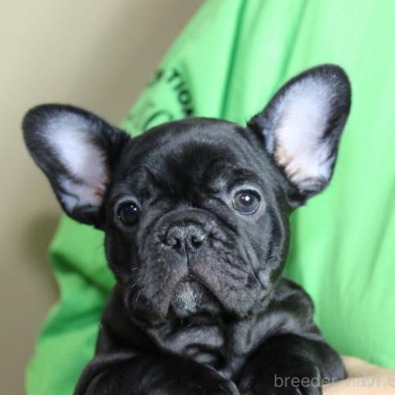 販売中の神奈川県のフレンチブルドッグ-419537