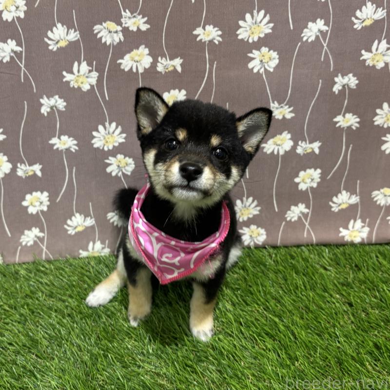 成約済の広島県の豆柴-420801の1枚目