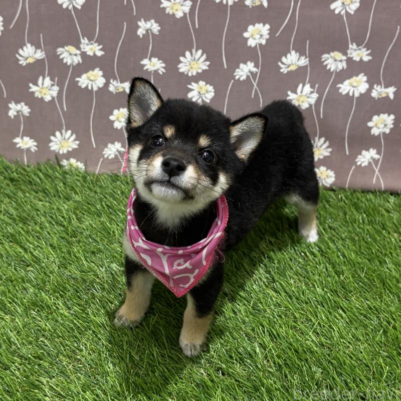 成約済の広島県の豆柴-420801の4枚目