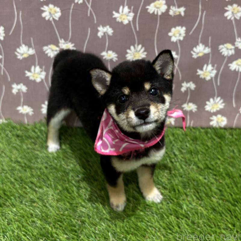 成約済の広島県の豆柴-420801の3枚目