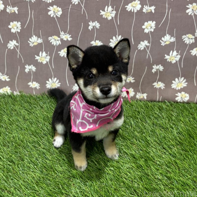 成約済の広島県の豆柴-420801の2枚目