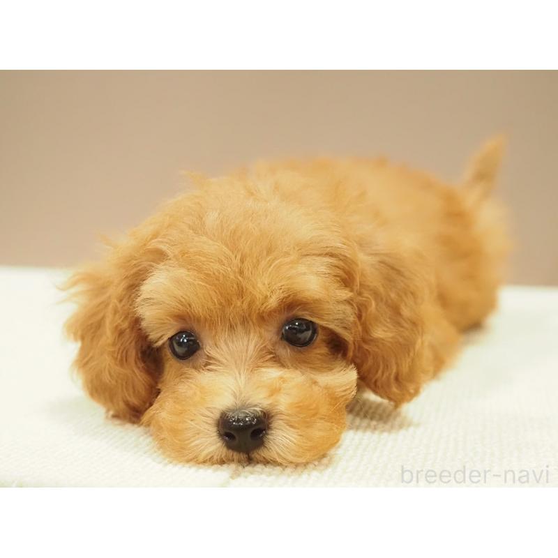販売中の愛知県のタイニープードル-422952の11枚目