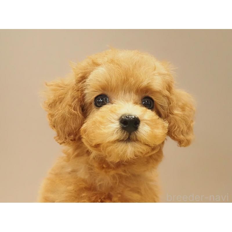 販売中の愛知県のタイニープードル-422952の10枚目