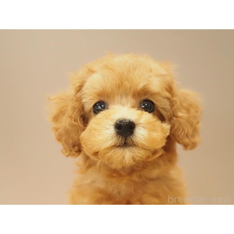 販売中の愛知県のタイニープードル-422952の9枚目