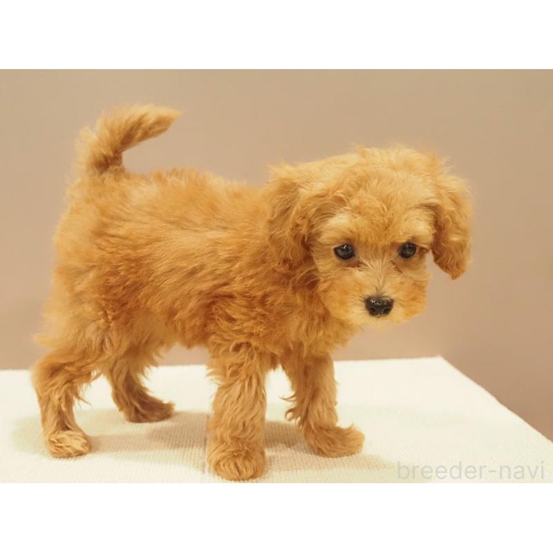 販売中の愛知県のタイニープードル-422952の8枚目