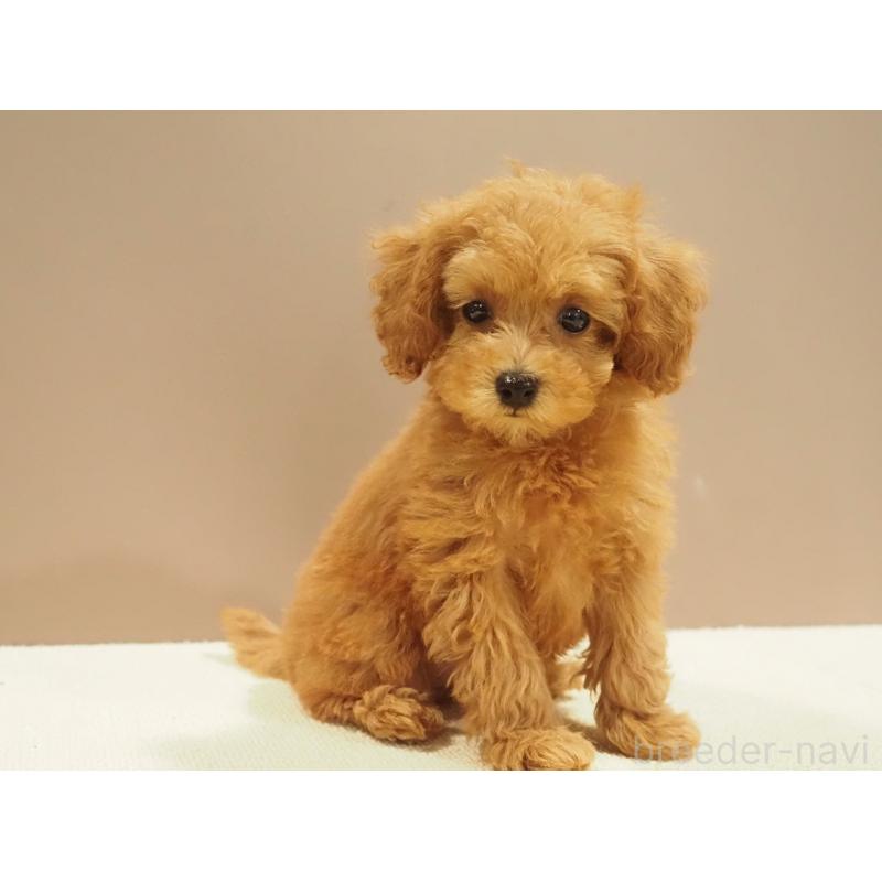 販売中の愛知県のタイニープードル-422952の7枚目