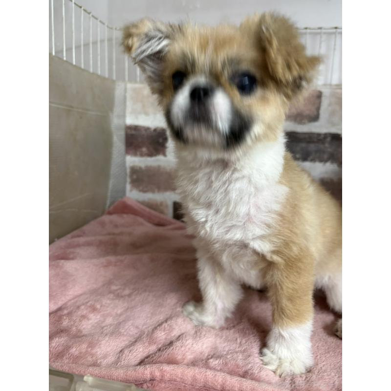 販売中の埼玉県のミックス犬-419519の3枚目