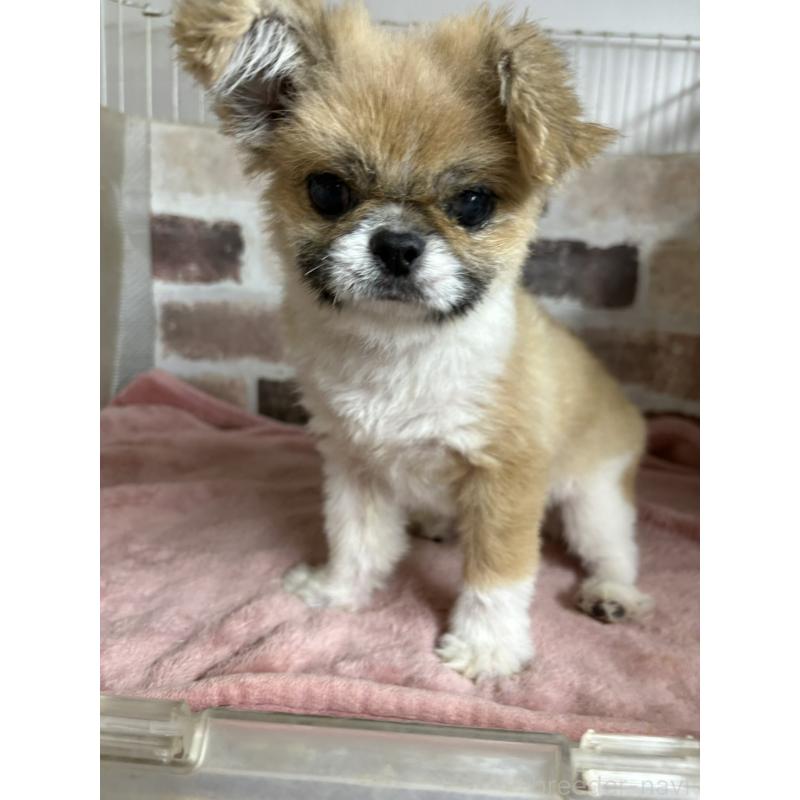 販売中の埼玉県のミックス犬-419519の2枚目