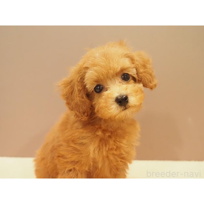 販売中の愛知県のタイニープードル-422952の6枚目