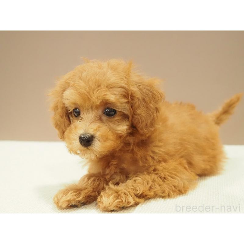 販売中の愛知県のタイニープードル-422952の5枚目