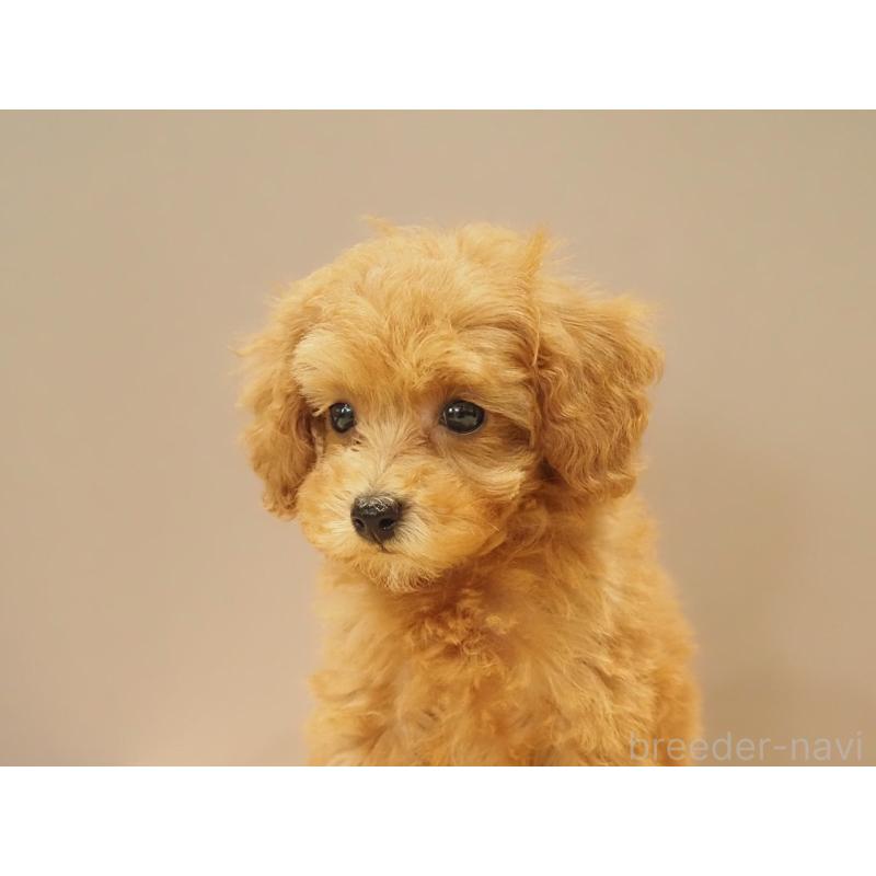 販売中の愛知県のタイニープードル-422952の4枚目