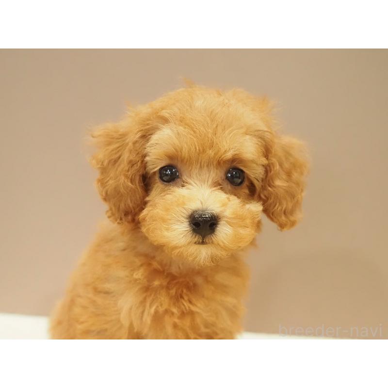 販売中の愛知県のタイニープードル-422952の3枚目