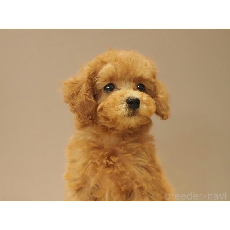 販売中の愛知県のタイニープードル-422952の2枚目