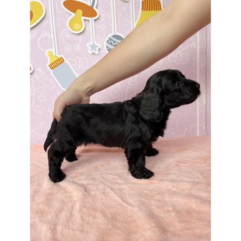 成約済の東京都のダップー:ミニチュアダックスフンド×トイプードル-422970の4枚目