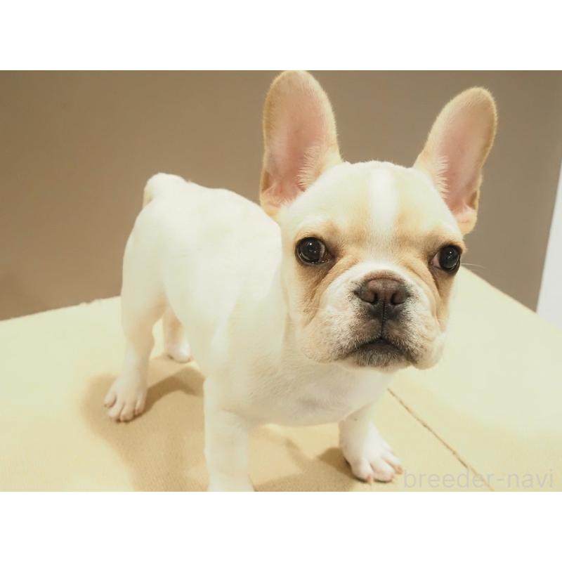 成約済の愛知県のフレンチブルドッグ-412547の11枚目