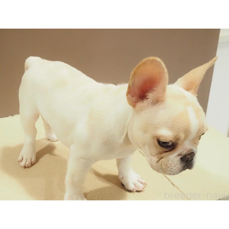 成約済の愛知県のフレンチブルドッグ-412547の10枚目