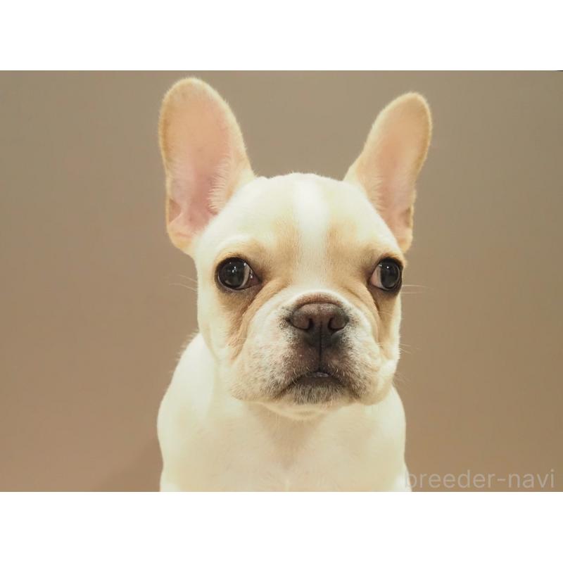成約済の愛知県のフレンチブルドッグ-412547の9枚目