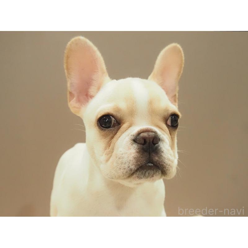 成約済の愛知県のフレンチブルドッグ-412547の8枚目