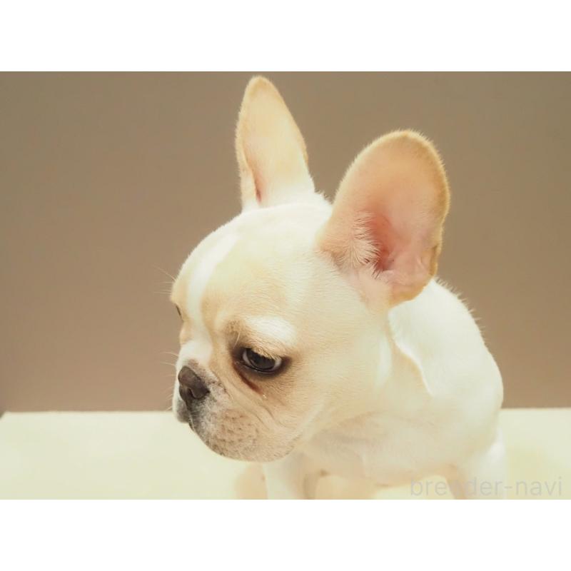 成約済の愛知県のフレンチブルドッグ-412547の7枚目